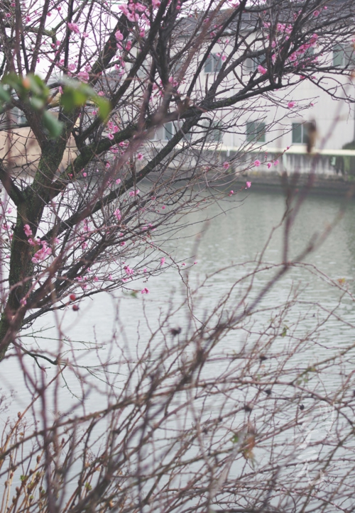割烹子元の風景